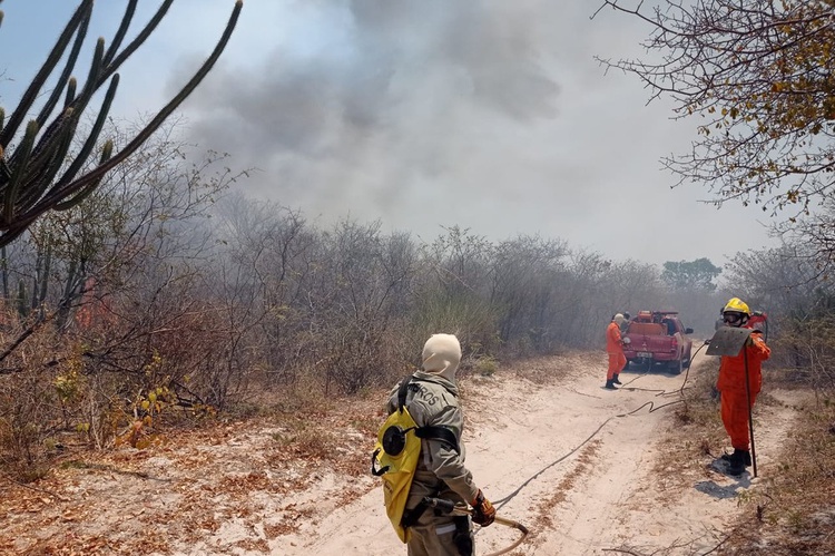 Incêndio atinge vegetação em várias cidades do Piauí.